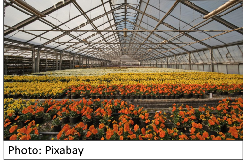driesel greenhouse